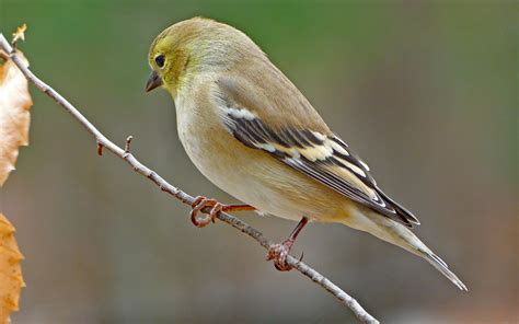 Female American Goldfinch | Goldfinch, Female, American