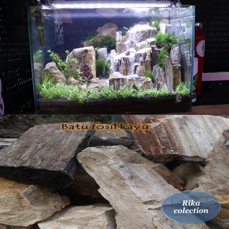 Aquascape Batu Dan Kayu 58 Koleksi Gambar