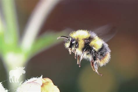 What Happens When A Bumble Bee Stings You? — Forest Wildlife