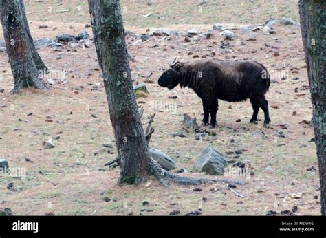 Tankin at Bhutan Takin Preserve,Thimphu, Bhutan Stock Photo - Alamy