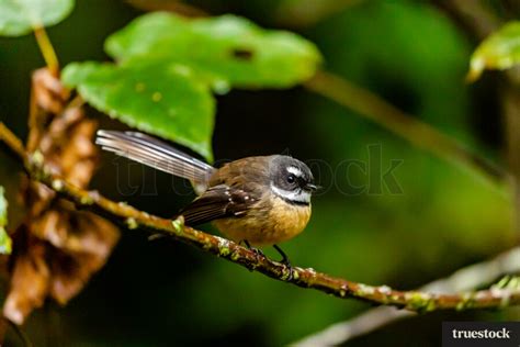 Fantail bird by Rod Hill - Truestock