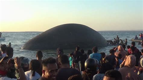 Aparece Una Ballena Muerta En Playa De Indonesia Afp Youtube