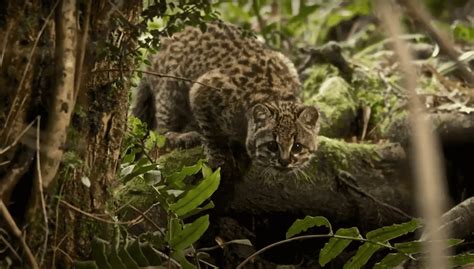 Der Kodkod Seltene und winzige Wildkatze aus Südamerika Tiere rund