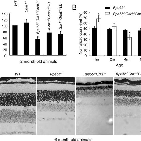 Effect Of Deletion Of Rpe And Grk On Opsin Phosphorylation Retinae