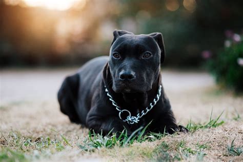 Pit Bull Perro Negro Pitbull Foto Gratis En Pixabay