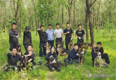 54隻淘汰警犬全部找到新家其中一隻小德牧拍出33萬天價 每日頭條