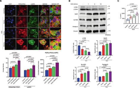 Hcg Promotes The Association Of Lipid Droplets With Lysosomes A