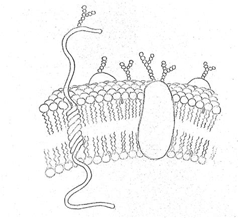 How To Draw Cell Membrane