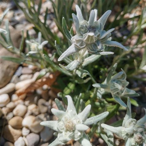 Edelweiss Stella Alpina Dell Appennino Leontopodium Alpinum Semi