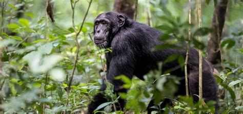 2 Day Chimp Trekking Adventure In Kibale Forest Tulambule Uganda Safaris