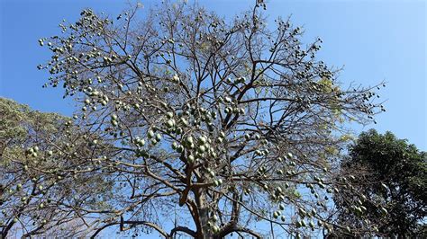 Https Flic Kr P M E Qs Ceiba Speciosa Paineira Rosa Brazilian