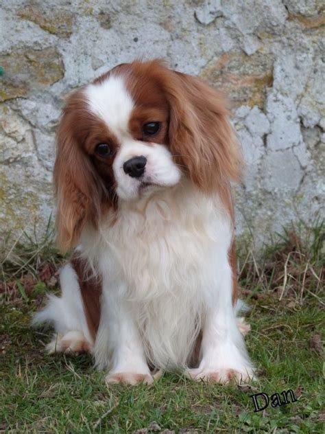 Elevage De La Geode Eleveur De Chiens Cavalier King Charles Spaniel