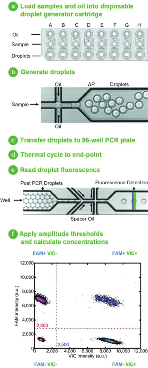 Droplet digital PCR work fl ow: (a) Samples and droplet generation oil ...