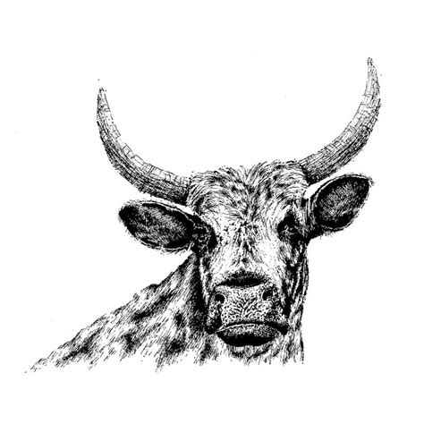 Nguni Cattle Sketch Art Print