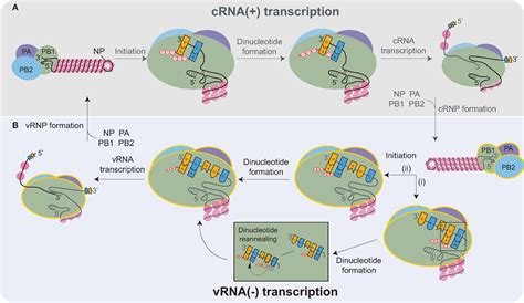 Frontiers Influenza A Virus Cell Entry Replication Virion Assembly