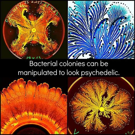 To Achieve The Bright Colors The Bacterial Colonies Were Stained This