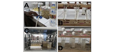 Presumptive Coliform test procedure (A) sample preparation process; (B)... | Download Scientific ...