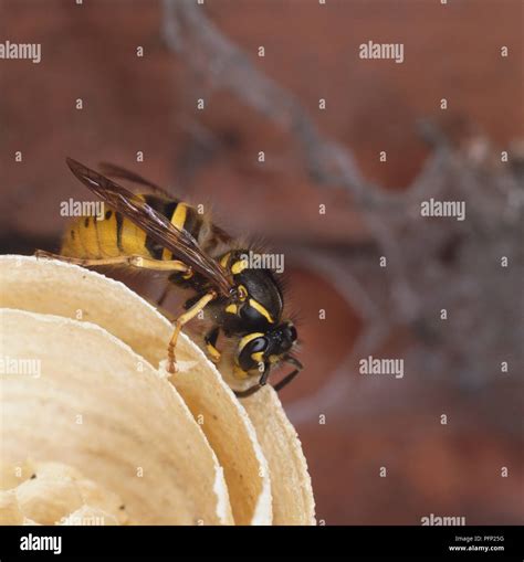 Queen Wasp Size