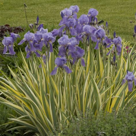 Iris Pallida Variegata Perennial Resource