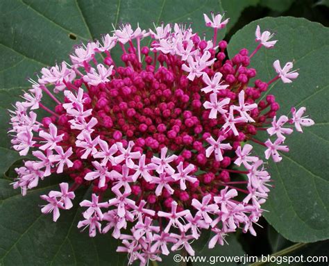 Garden Adventures: Clerodendrum bungei