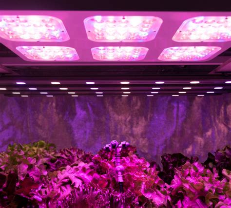 Fact Check: 3 LED Grow Light Myths You Should Know