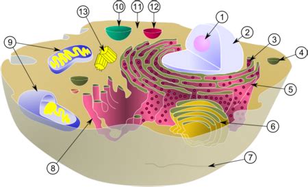 Cellular Organelle Creationwiki The Encyclopedia Of Creation Science