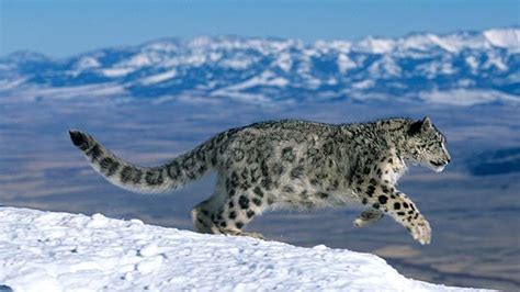 Leopardo de las Nieves por qué no ruge Hogarmania