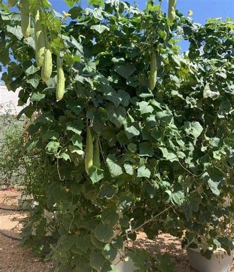 C Mo Cultivar Esponja Vegetal Luffa En Maceta Y Sus Cuidados Eco