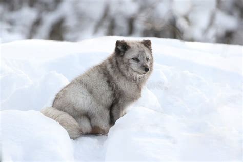 Arctic Fox in Snow during Winter Stock Photo - Image of male, beauty ...