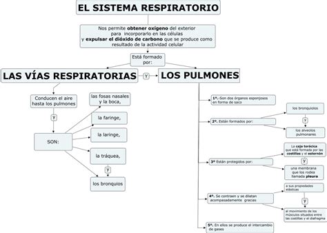 Mapa Conceptual De La Anatomг A Del Sistema Respiratorio Salud NBKomputer