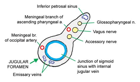 Jugular Bulb Anatomy