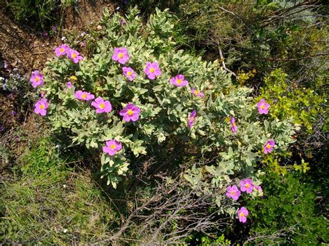 Flora In The Corbières Photos Diagrams And Topos Summitpost