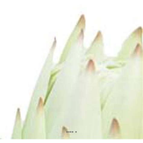 Protea fleur des lacs artificielle en tige H 67 cm Crème BEST