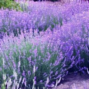 Lavanda Pianta Ecco Come Coltivarla