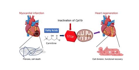 Researchers regenerate cardiac muscle in mice and restore cardiac ...