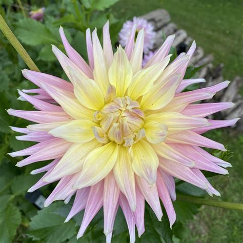 Mr Bloom Nursery 5