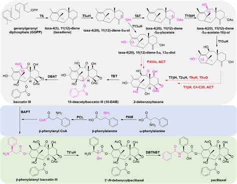 Pdf Research Advances In Clinical Applications Anticancer Mechanism