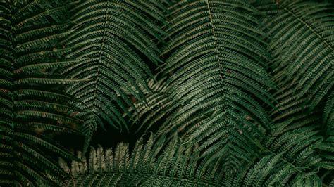 Leaves Fern Plant Green K Hd Wallpaper