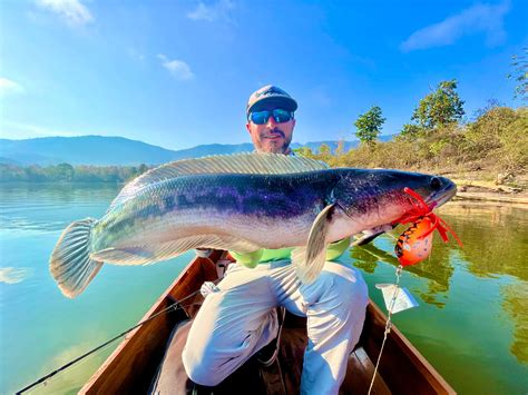 Dpsg Des Poissons Si Grands