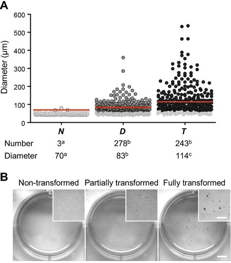 In Vitro Evaluation of Oncogenic Transformation in Human Mammary Epithelial Cells (Scientific ...