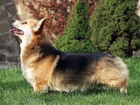 Are Pembroke Welsh Corgis Friendly Or Dangerous To Strangers