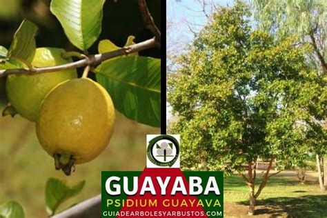 Guayaba Psidium Guayava Árboles Y Arbustos Bosque De Alimentos Guayaba