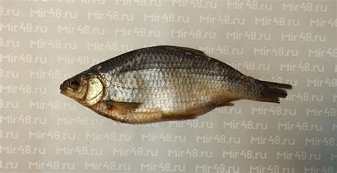 Плотва вяленая | mir48