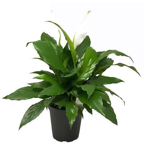 Flowerpotnursery Spathiphyllum Peace Lily Spathiphyllum Sp 6 Pot The Flower Pot Nursery