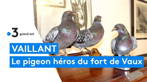 Le pigeon voyageur Vaillant héros de la guerre 14 18 YouTube