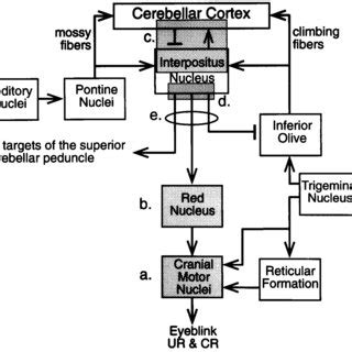 Simplified schematic of the essential brain circuitry involved in ... 