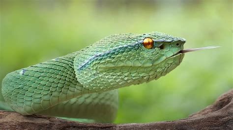 Premium Photo | Green pit viper snake tree pit viper