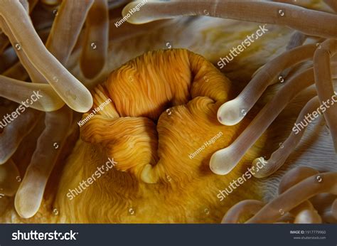 1,702 Anemone Mouth Images, Stock Photos & Vectors | Shutterstock