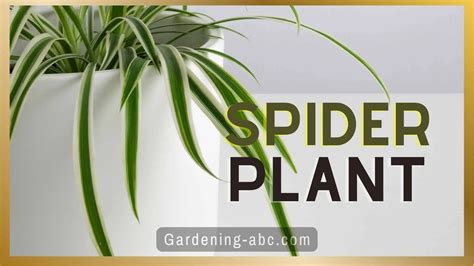 Spider Plant Care Guide: How To Save Your Plant During Winters