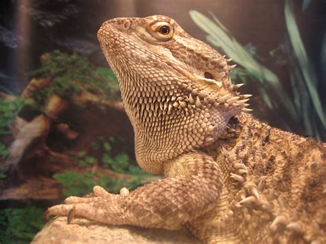 Free Bearded Dragon Stock Photo - FreeImages.com